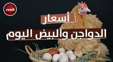 البيضا بـ78 جنيهًا.. أسعار الدواجن والبيض اليوم السبت 4 مايو 2024