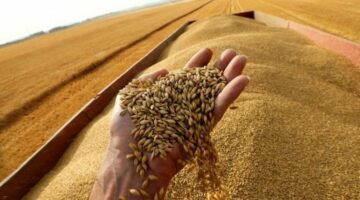 التموين تعلن ارتفاع توريد القمح المحلي لـ 1.8 مليون طن حتى الآن