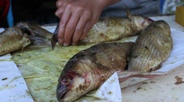 الصحة تكثف حملاتها على المنشآت الغذائية وأماكن بيع الأسماك المملحة
